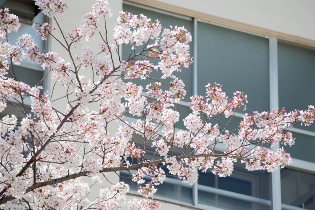 学校
